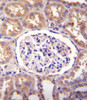 SLCO4C1 Antibody immunohistochemistry analysis in formalin fixed and paraffin embedded human kidney tissue followed by peroxidase conjugation of the secondary antibody and DAB staining.