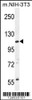 Western blot analysis in mouse NIH-3T3 cell line lysates (35ug/lane) .