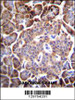 AQP12B Antibody immunohistochemistry analysis in formalin fixed and paraffin embedded human pancreas tissue followed by peroxidase conjugation of the secondary antibody and DAB staining.