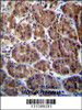 SOCS4 Antibody immunohistochemistry analysis in formalin fixed and paraffin embedded human stomach tissue followed by peroxidase conjugation of the secondary antibody and DAB staining.