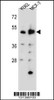 Western blot analysis in K562, MCF-7 cell line lysates (35ug/lane) .