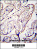 PYCR2 Antibody immunohistochemistry analysis in formalin fixed and paraffin embedded human placenta tissue followed by peroxidase conjugation of the secondary antibody and DAB staining.