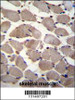 PIK3C2A Antibody immunohistochemistry analysis in formalin fixed and paraffin embedded human skeletal muscle followed by peroxidase conjugation of the secondary antibody and DAB staining.