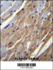 FGF16 Antibody immunohistochemistry analysis in formalin fixed and paraffin embedded mouse heart tissue followed by peroxidase conjugation of the secondary antibody and DAB staining.