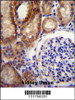 CLCN7 Antibody immunohistochemistry analysis in formalin fixed and paraffin embedded human kidney tissue followed by peroxidase conjugation of the secondary antibody and DAB staining.
