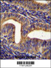 GHSR Antibody immunohistochemistry analysis in formalin fixed and paraffin embedded human uterus tissue followed by peroxidase conjugation of the secondary antibody and DAB staining.