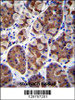 SH2D4B Antibody immunohistochemistry analysis in formalin fixed and paraffin embedded human stomach tissue followed by peroxidase conjugation of the secondary antibody and DAB staining.