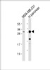 Western Blot at 1:1000 dilution Lane 1: MDA-MB-231 whole cell lysate Lane 2: human pancreas lysate Lysates/proteins at 20 ug per lane.