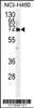 Western blot analysis in NCI-H460 cell line lysates (35ug/lane) .