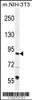 Western blot analysis in mouse NIH-3T3 cell line lysates (35ug/lane) .