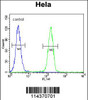 Flow cytometric analysis of Hela cells (right histogram) compared to a negative control cell (left histogram) .FITC-conjugated goat-anti-rabbit secondary antibodies were used for the analysis.