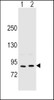 Western blot analysis in MCF-7 (lane 1) , A375 (lane 2) cell line lysates (35ug/lane) .