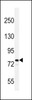 Western blot analysis in NCI-H460 cell line lysates (35ug/lane) .