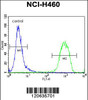 Flow cytometric analysis of NCI-H460 cells (right histogram) compared to a negative control cell (left histogram) .FITC-conjugated goat-anti-rabbit secondary antibodies were used for the analysis.