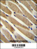 TRIM7 Antibody immunohistochemistry analysis in formalin fixed and paraffin embedded human skeletal muscle followed by peroxidase conjugation of the secondary antibody and DAB staining.