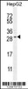 Western blot analysis in HepG2 cell line lysates (35ug/lane) .