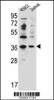 Western blot analysis in K562, Jurkat cell line lysates (35ug/lane) .