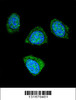 Confocal immunofluorescent analysis of PDE3B Antibody with 293 cell followed by Alexa Fluor 488-conjugated goat anti-rabbit lgG (green) . DAPI was used to stain the cell nuclear (blue) .