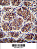 GDF5 Antibody immunohistochemistry analysis in formalin fixed and paraffin embedded human stomach tissue followed by peroxidase conjugation of the secondary antibody and DAB staining.