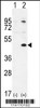 Western blot analysis of TGIF1 using rabbit polyclonal using 293 cell lysates (2 ug/lane) either nontransfected (Lane 1) or transiently transfected (Lane 2) with the TGIF1 gene.