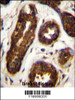 Maspin Antibody immunohistochemistry analysis in formalin fixed and paraffin embedded human breast tissue followed by peroxidase conjugation of the secondary antibody and DAB staining.