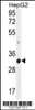 Western blot analysis in HepG2 cell line lysates (35ug/lane) .