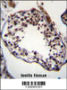 TRIM69 Antibody immunohistochemistry analysis in formalin fixed and paraffin embedded human testis tissue followed by peroxidase conjugation of the secondary antibody and DAB staining.