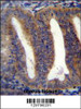 RBPMS2 Antibody immunohistochemistry analysis in formalin fixed and paraffin embedded human uterus tissue followed by peroxidase conjugation of the secondary antibody and DAB staining.