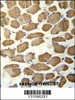 hCG_1645727 Antibody immunohistochemistry analysis in formalin fixed and paraffin embedded human skeletal muscle followed by peroxidase conjugation of the secondary antibody and DAB staining.