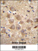 PCDHAC2 Antibody immunohistochemistry analysis in formalin fixed and paraffin embedded human brain tissue followed by peroxidase conjugation of the secondary antibody and DAB staining.