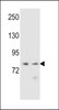 Western blot analysis in NCI-H460, K562 cell line lysates (35ug/lane) .