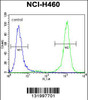 Flow cytometric analysis of NCI-H460 cells (right histogram) compared to a negative control cell (left histogram) .FITC-conjugated goat-anti-rabbit secondary antibodies were used for the analysis.