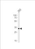 Western blot analysis in 293 cell line lysates (35ug/lane) .