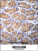 TOR2A Antibody immunohistochemistry analysis in formalin fixed and paraffin embedded human stomach tissue followed by peroxidase conjugation of the secondary antibody and DAB staining.