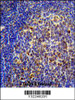 CHRNA10 Antibody immunohistochemistry analysis in formalin fixed and paraffin embedded human tonsil tissue followed by peroxidase conjugation of the secondary antibody and DAB staining.