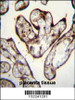 PYGO1 Antibody immunohistochemistry analysis in formalin fixed and paraffin embedded human placenta tissue followed by peroxidase conjugation of the secondary antibody and DAB staining.