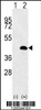 Western blot analysis of LUC7L using rabbit polyclonal LUC7L Antibody using 293 cell lysates (2 ug/lane) either nontransfected (Lane 1) or transiently transfected (Lane 2) with the LUC7L gene.