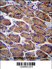 PODNL1 Antibody immunohistochemistry analysis in formalin fixed and paraffin embedded human stomach tissue followed by peroxidase conjugation of the secondary antibody and DAB staining.