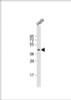 Western Blot at 1:1000 dilution + Hela whole cell lysate Lysates/proteins at 20 ug per lane.