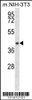 Western blot analysis in mouse NIH-3T3 cell line lysates (35ug/lane) .