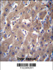 AKR1C2 Antibody immunohistochemistry analysis in formalin fixed and paraffin embedded human liver tissue followed by peroxidase conjugation of the secondary antibody and DAB staining.