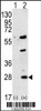 Western blot analysis of GREM1 using rabbit polyclonal GREM1 Antibody using 293 cell lysates (2 ug/lane) either nontransfected (Lane 1) or transiently transfected (Lane 2) with the GREM1 gene.