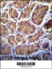 immunohistochemistry analysis in formalin fixed and paraffin embedded human stomach tissue followed by peroxidase conjugation of the secondary antibody and DAB staining.