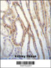 MYO3B Antibody immunohistochemistry analysis in formalin fixed and paraffin embedded human kidney tissue followed by peroxidase conjugation of the secondary antibody and DAB staining.