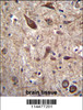 PTN Antibody immunohistochemistry analysis in formalin fixed and paraffin embedded human brain tissue followed by peroxidase conjugation of the secondary antibody and DAB staining.