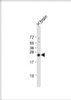 Western Blot at 1:4000 dilution + human brain lysate Lysates/proteins at 20 ug per lane.