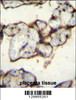 PLCXD2 Antibody immunohistochemistry analysis in formalin fixed and paraffin embedded human placenta tissue followed by peroxidase conjugation of the secondary antibody and DAB staining.