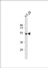 Western Blot at 1:500 dilution + HT-29 whole cell lysate Lysates/proteins at 20 ug per lane.