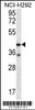 Western blot analysis in NCI-H292 cell line lysates (35ug/lane) .