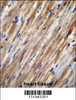 F2RL2 Antibody immunohistochemistry analysis in formalin fixed and paraffin embedded human heart tissue followed by peroxidase conjugation of the secondary antibody and DAB staining.